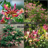 Lonicera periclymenum Belgica Select