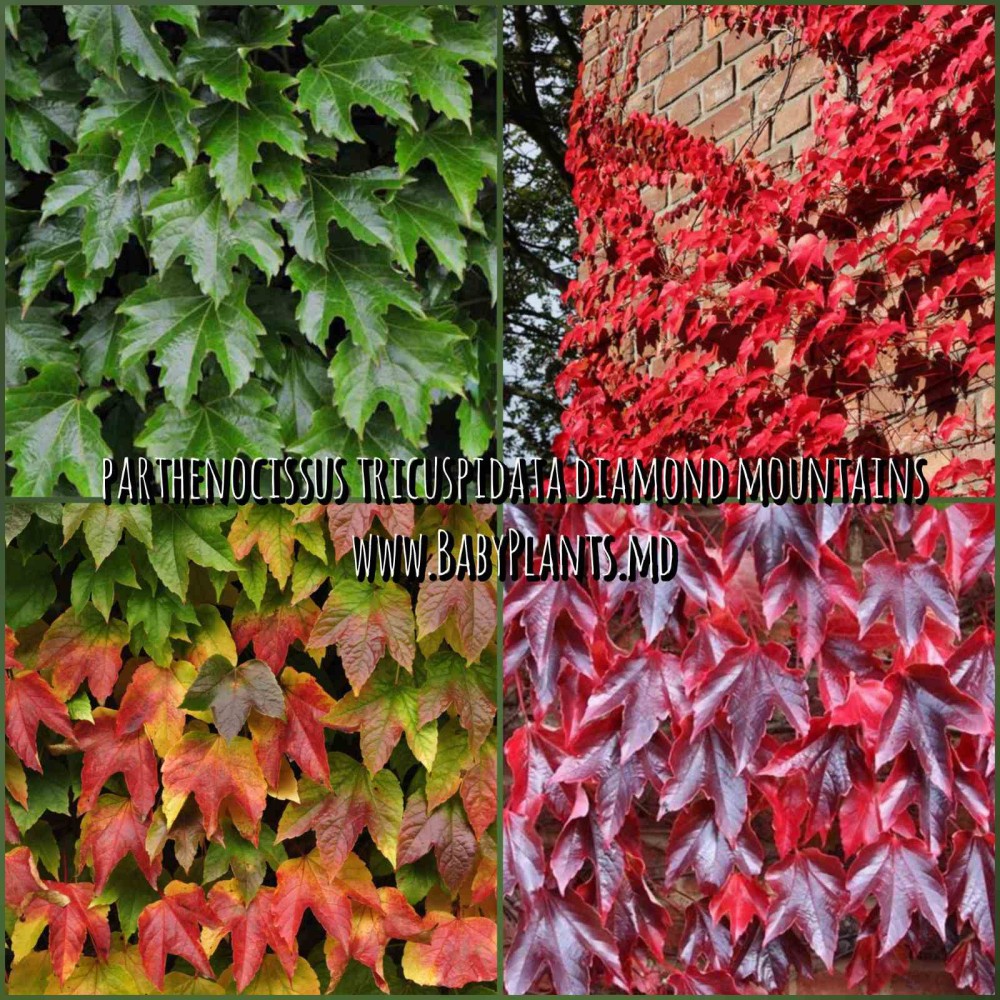 Parthenocissus tricuspidata Diamond Mountains