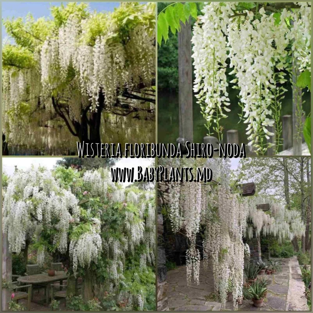 Wisteria floribunda Shiro-noda