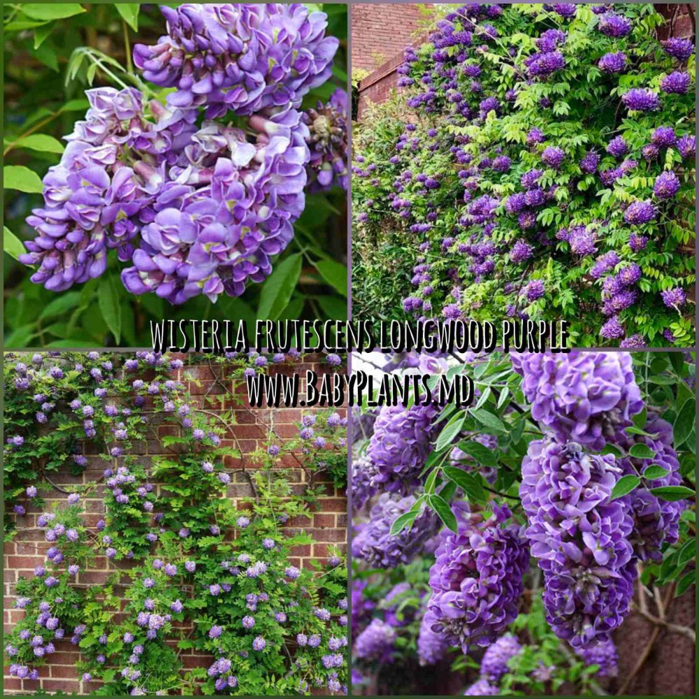 Wisteria frutescens Longwood Purple