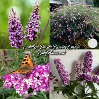 Buddleja Davidii Berries Cream