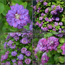 Clematis Krolowa Bona 