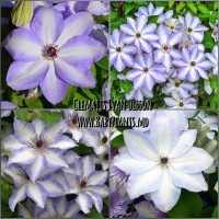 Clematis Ivan Olsson