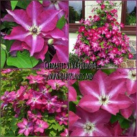 Clematis Viva Polonia