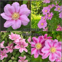 Clematis Pink Beauty