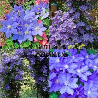Clematis H. F. Young