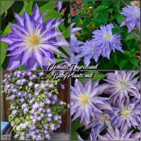 Clematis Thyrislund