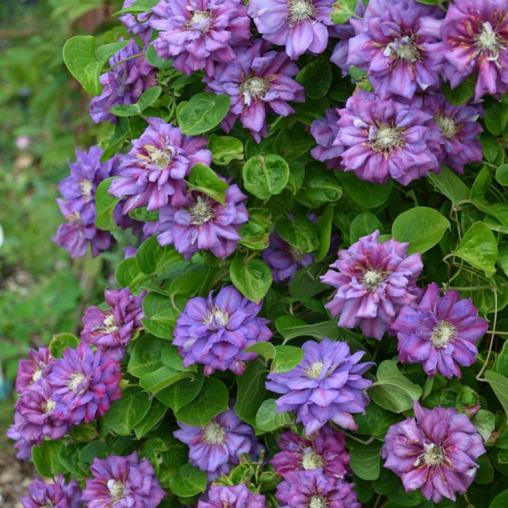 Clematis Krolowa Bona 
