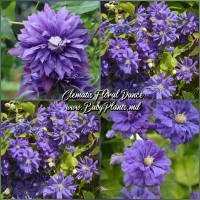 Clematis Floral Dance