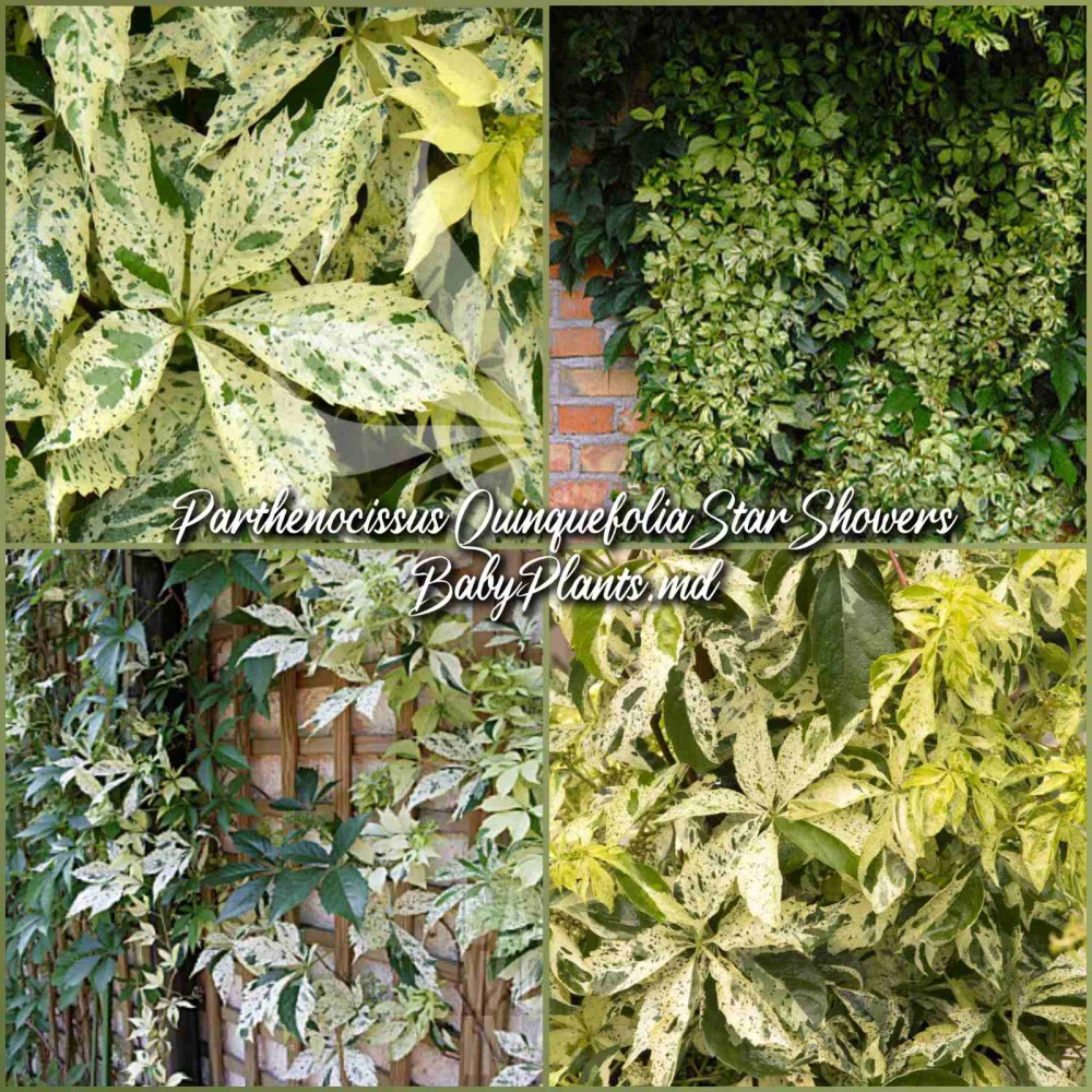Parthenocissus quinquefolia STAR SHOWERS