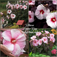Hibiscus XXL Kopper King