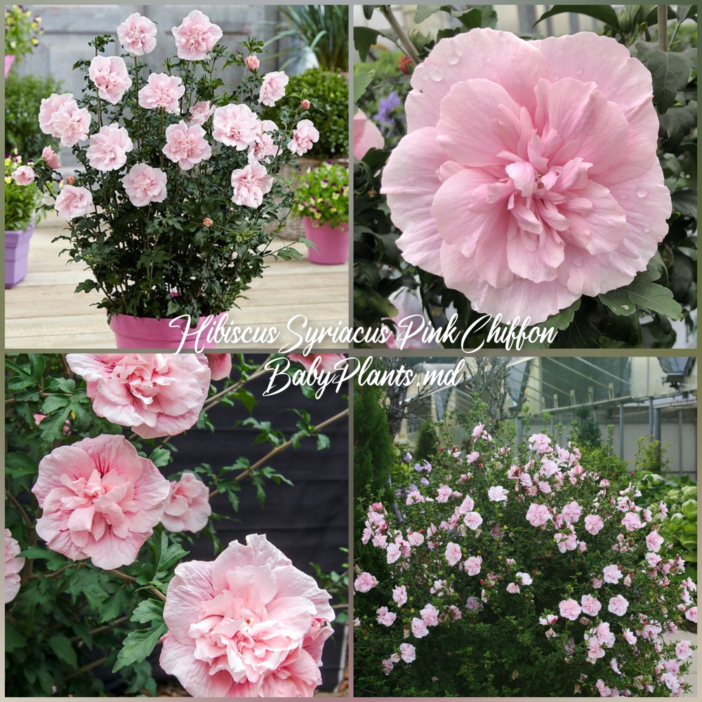Hibiscus Syriacus Pink Chiffon®