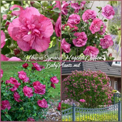 Hibiscus Syriacus Magenta Chiffon®