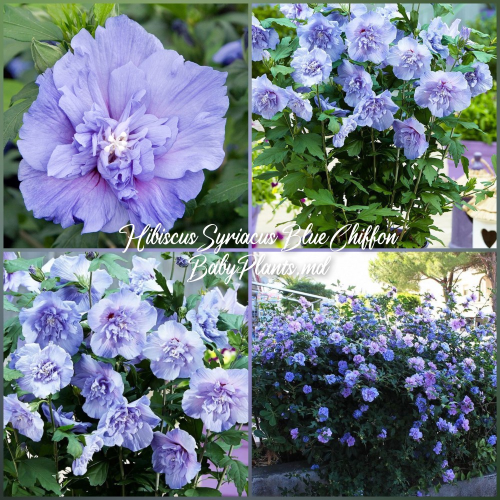 Hibiscus Syriacus  Blue Chiffon®