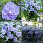 Hibiscus Syriacus  Blue Chiffon®
