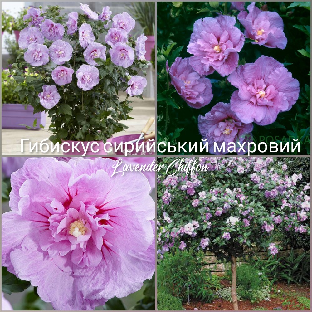 Hibiscus Lavender Chiffon (conteiner 0.5 л)