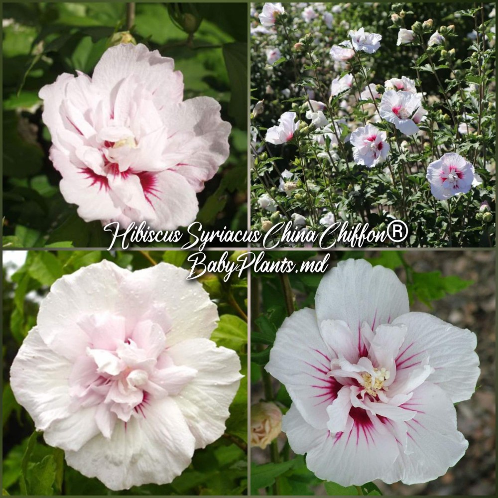 Hibiscus Syriacus China Chiffon®