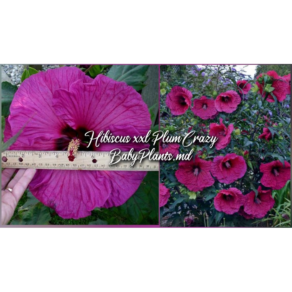 Hibiscus XXL Plum Crazy