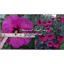 Hibiscus XXL Plum Crazy