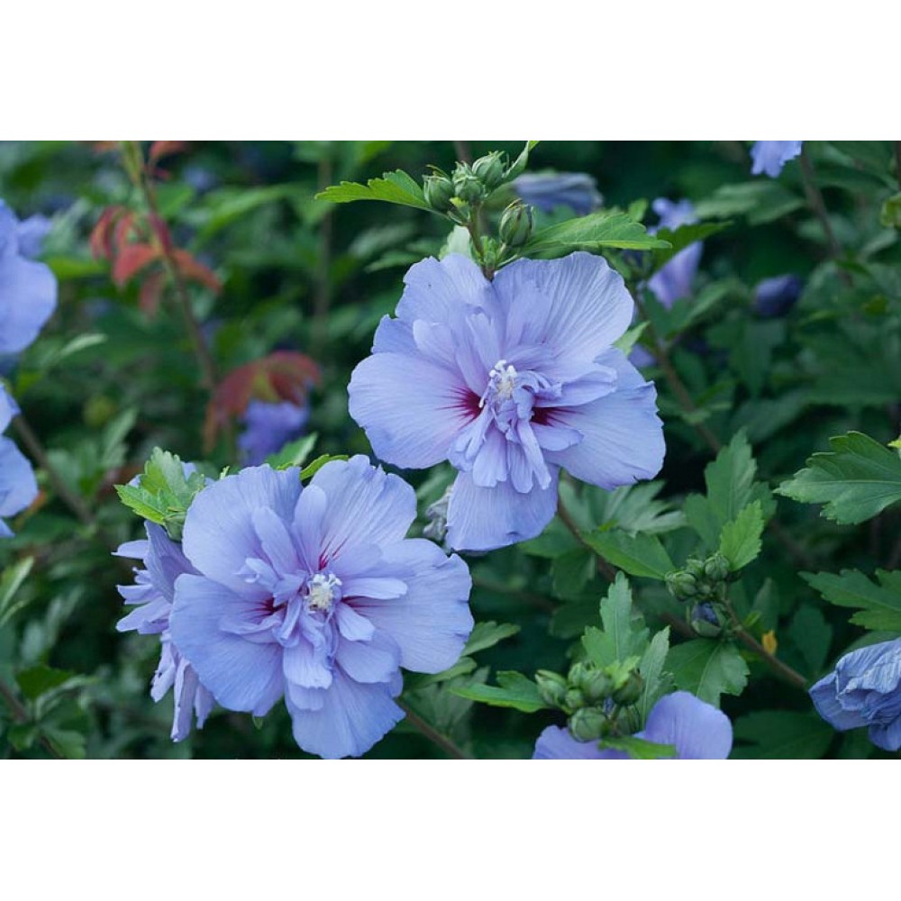 Hibiscus Syriacus  Blue Chiffon®