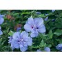 Hibiscus Syriacus  Blue Chiffon®