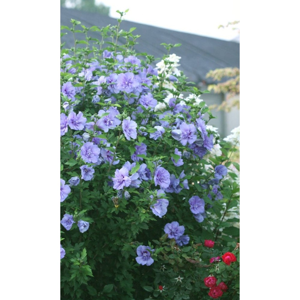 Hibiscus Syriacus  Blue Chiffon®