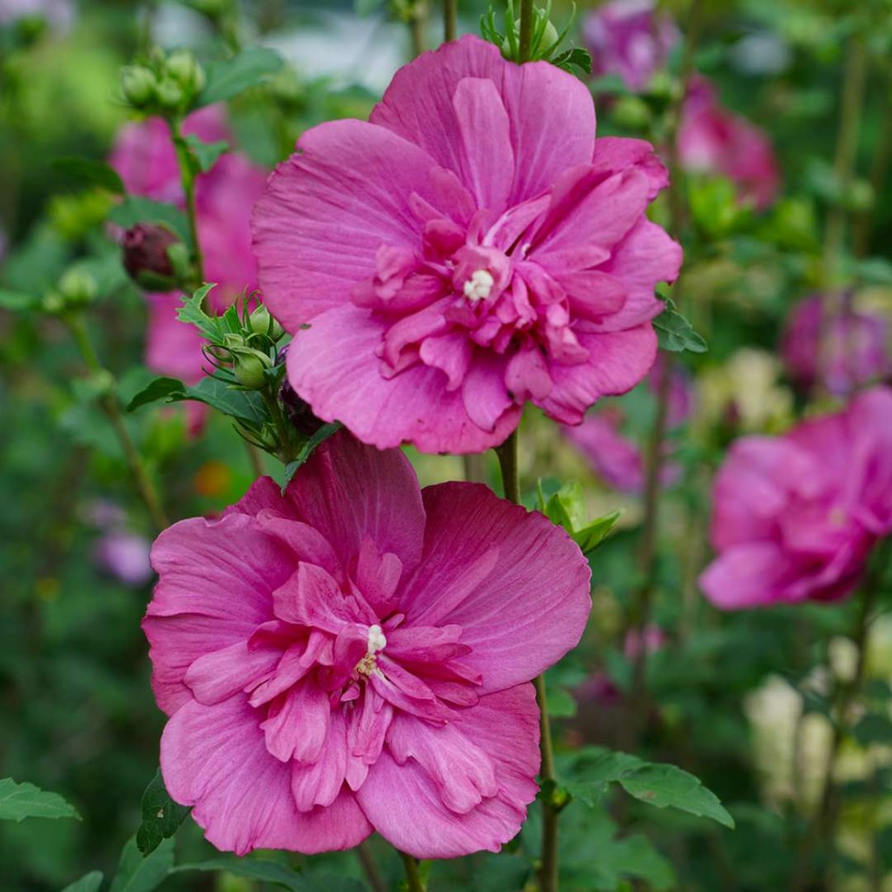 Hibiscus Syriacus Magenta Chiffon®