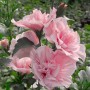 Hibiscus Syriacus Pink Chiffon®