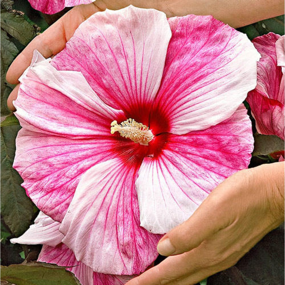 Hibiscus XXL Kopper King
