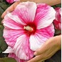 Hibiscus XXL Kopper King