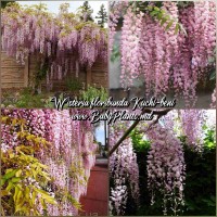 Wisteria floribunda Kuchi-beni 