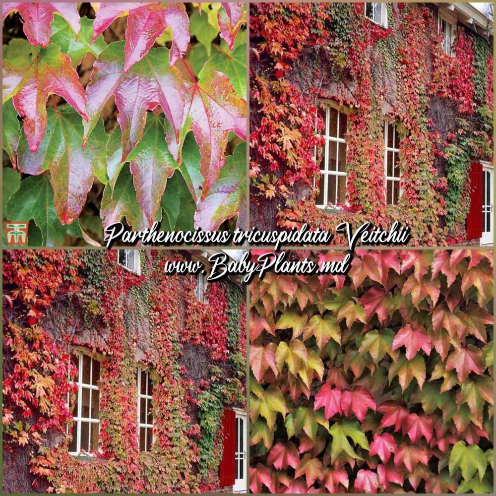 Parthenocissus tricuspidata Veitchii