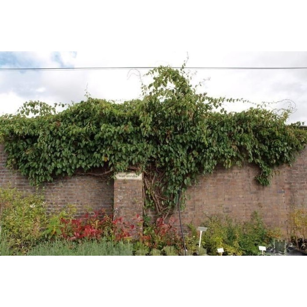 Actinidia arguta Ananasnaya
