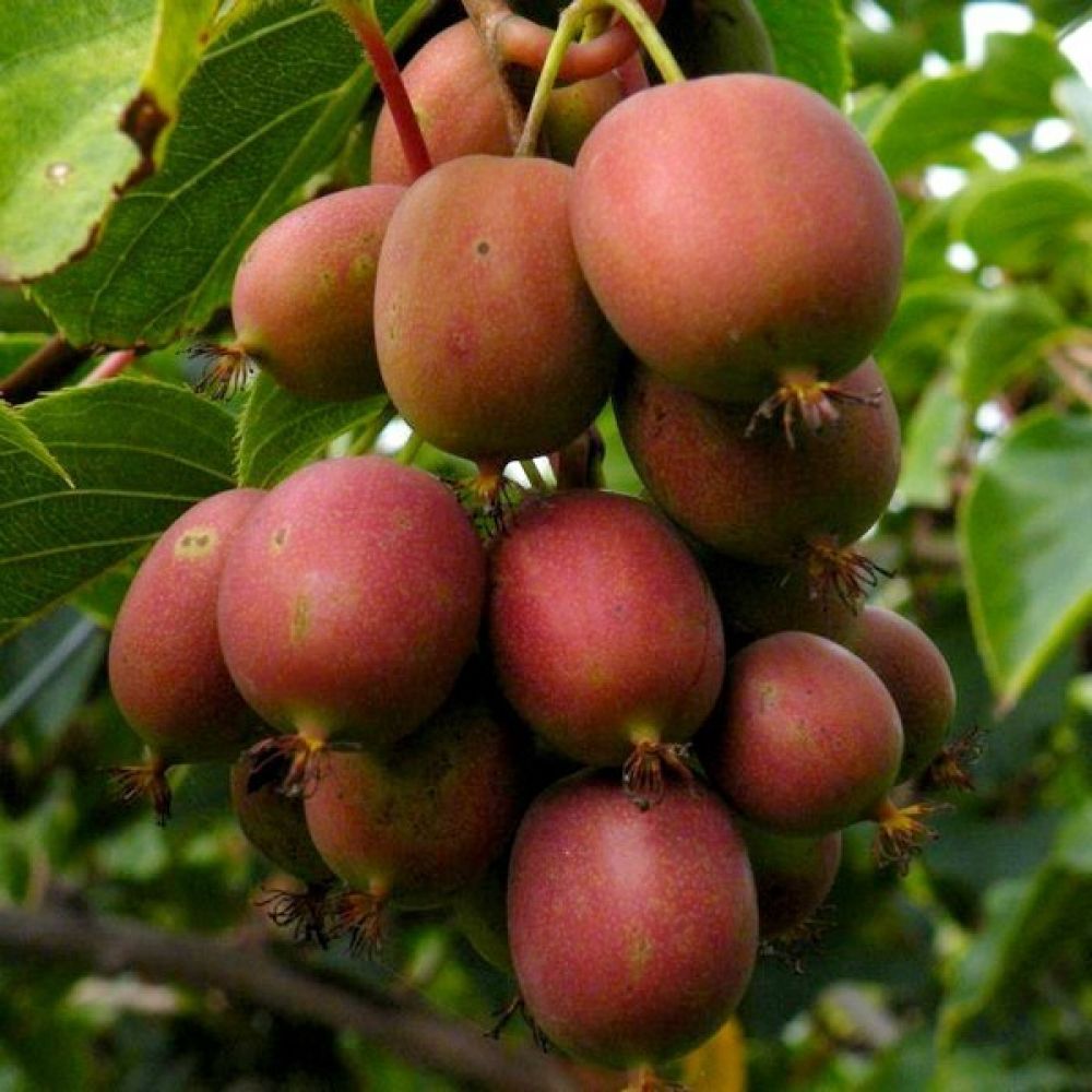 Actinidia arguta Ananasnaya