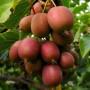 Actinidia arguta Ananasnaya