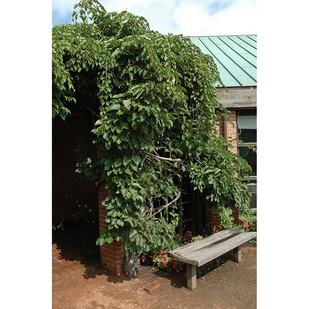 Actinidia arguta Ananasnaya