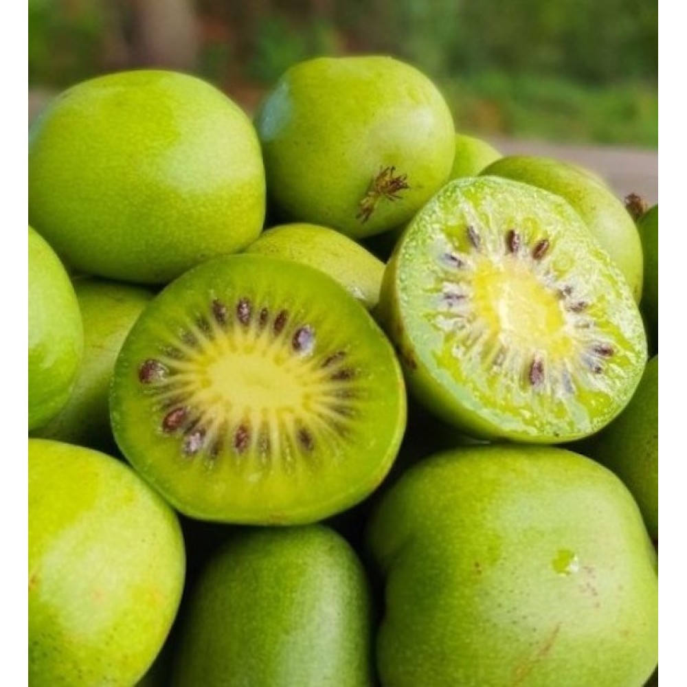 Actinidia arguta Kokuwa