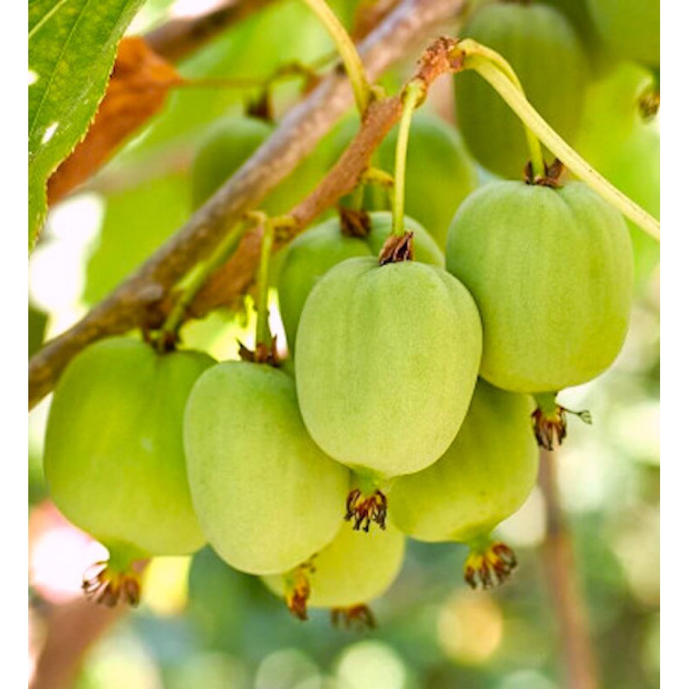 Actinidia arguta Kokuwa
