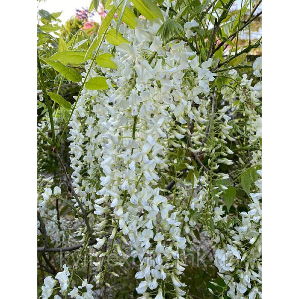 Wisteria floribunda Shiro-noda