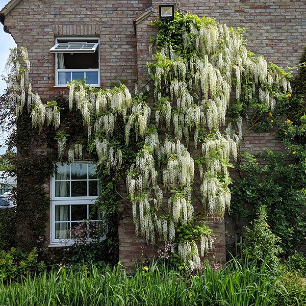 Wisteria floribunda Shiro-noda