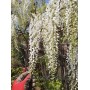 Wisteria floribunda Shiro-noda