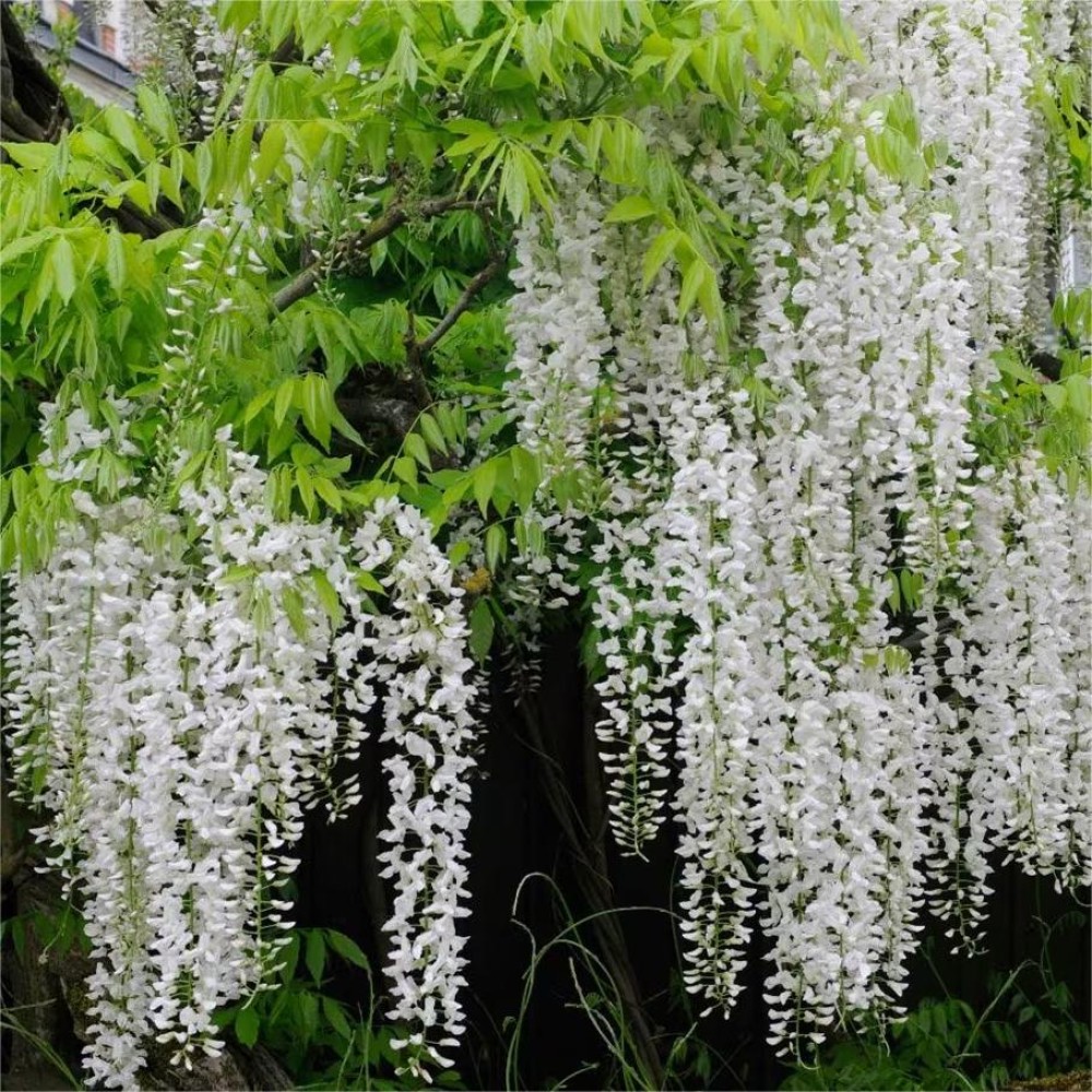 Wisteria floribunda Shiro-noda