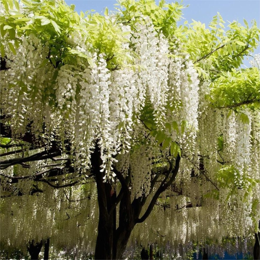 Wisteria floribunda Shiro-noda