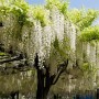 Wisteria floribunda Shiro-noda