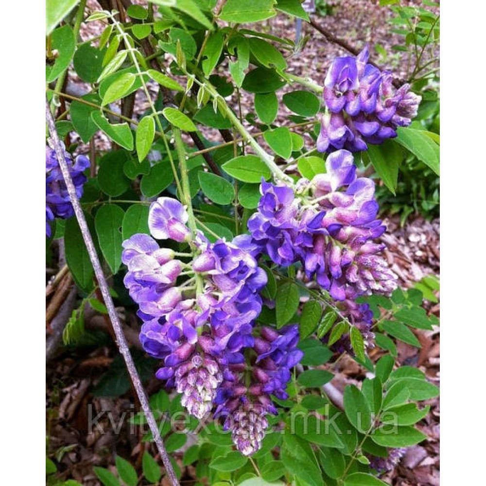 Wisteria frutescens Longwood Purple