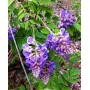 Wisteria frutescens Longwood Purple
