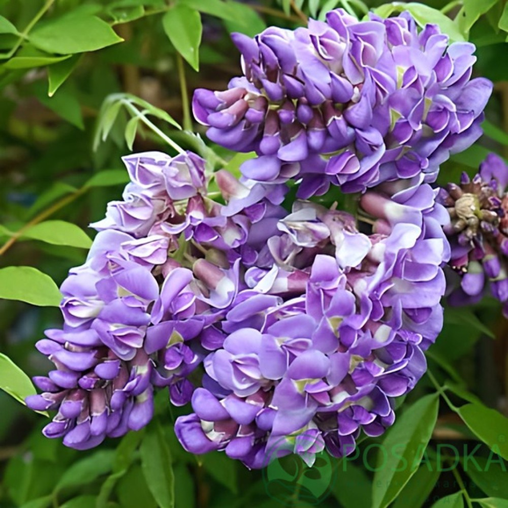 Wisteria frutescens Longwood Purple