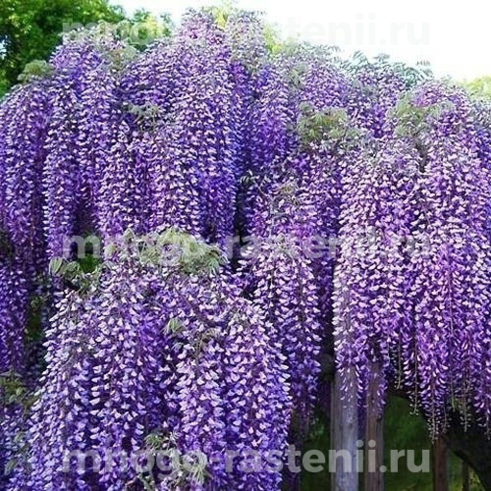 Wisteria macrostachya Blue Moon