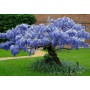 Wisteria macrostachya Blue Moon