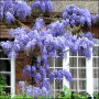 Wisteria macrostachya Blue Moon